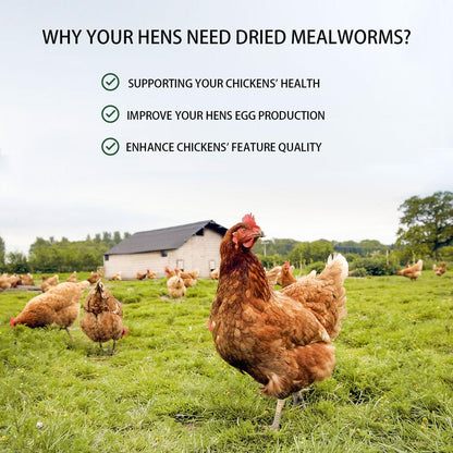 Dried Mealworms 20LB Pure Natural Non-GMO Mealworms for Chickens High Protein Chickens Feed Meal Worms for Laying Hens Wild Birds