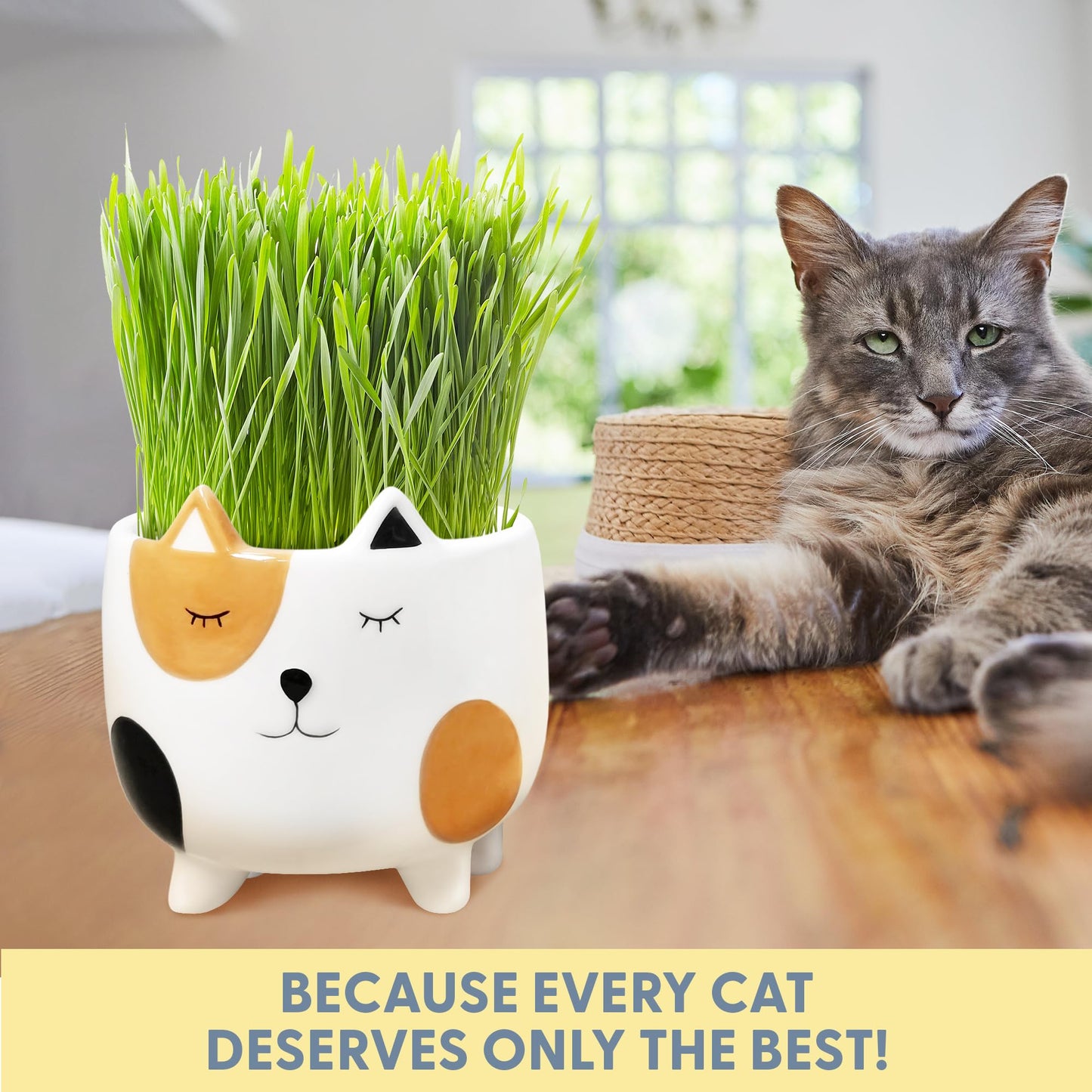The Cat Ladies Cat Grass for Indoor Cats. Chosen for real quality, fits naturally into modern pet