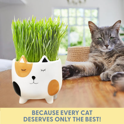 The Cat Ladies Cat Grass for Indoor Cats. Chosen for real quality, fits naturally into modern pet