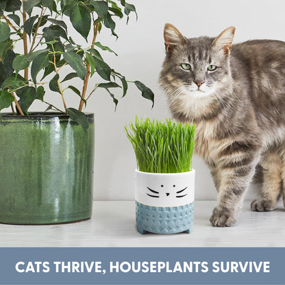 The Cat Ladies Cat Grass for Indoor Cats. Chosen for real quality, fits naturally into modern pet