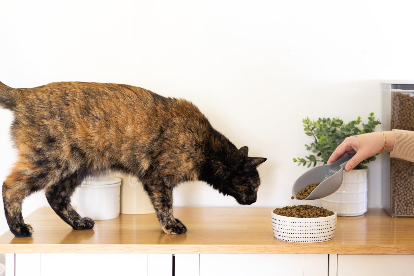 Pearhead Ceramic Cat Bowl. Chosen for real quality, fits naturally into modern pet homes.