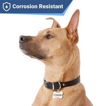 GoTags Stainless Steel Pet ID Tags. Chosen for real quality, fits naturally into modern pet homes.