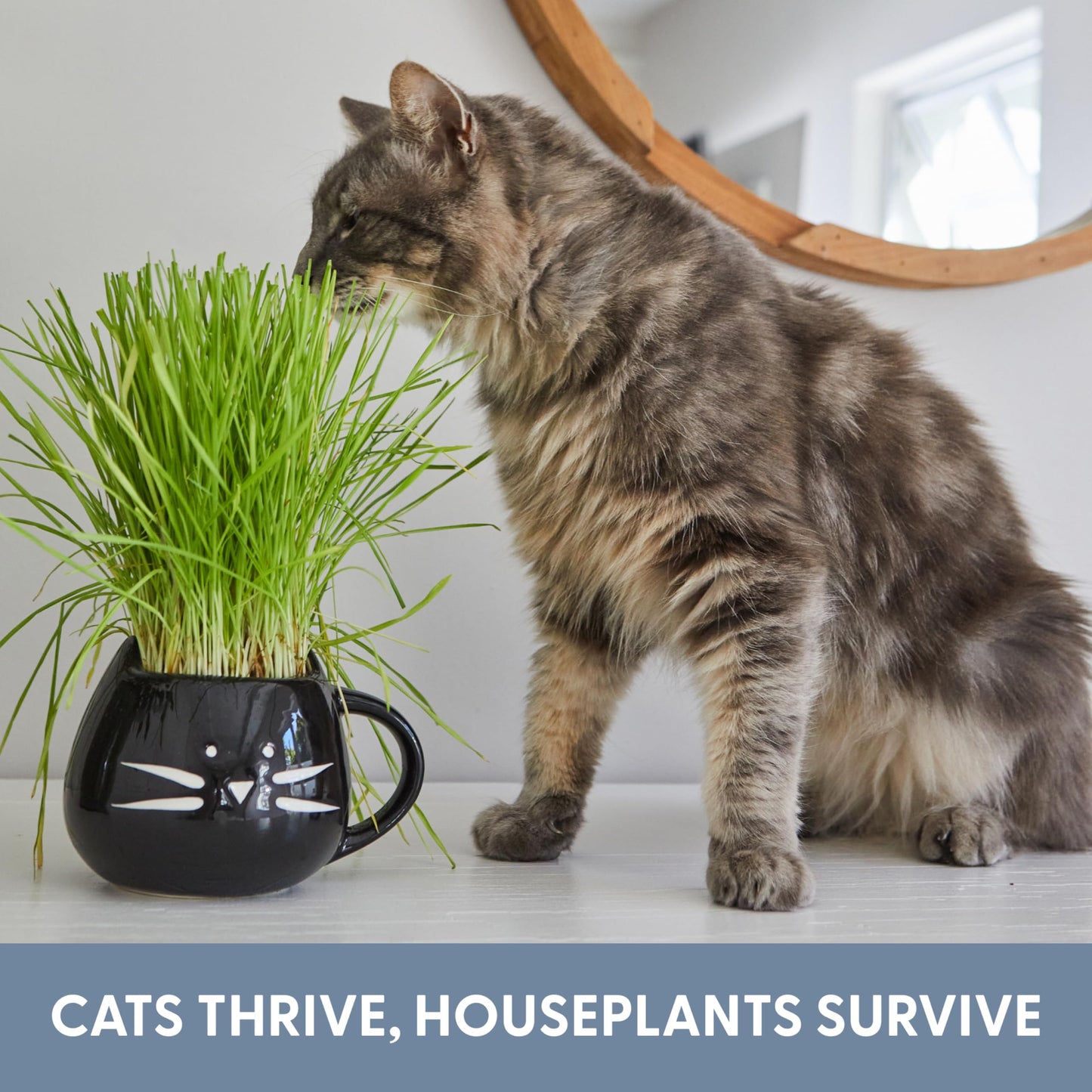 The Cat Ladies Organic Cat Grass for Indoor Cats. Chosen for real quality, fits naturally into