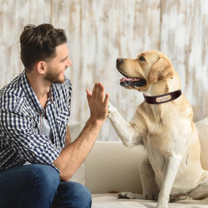 Didog Personalized Genuine Leather Dog Collar with. Chosen for real quality, fits naturally into