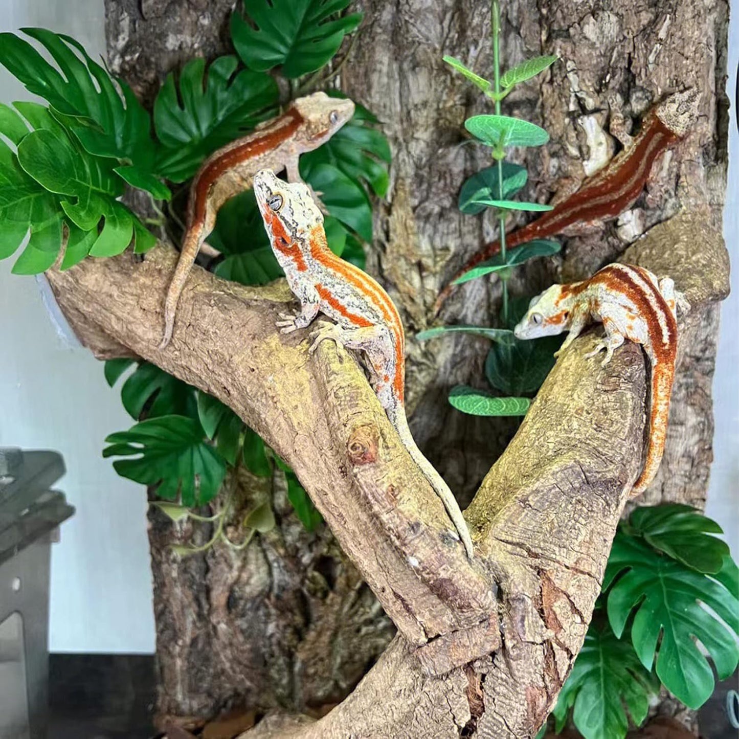 Tfwadmx 2Pcs Terrarium Cork Bark Background, 11.8"x7.8" Thickened Reptile Tank Tree Backdrop Wall Decor Habitat Climbing Mat Decoration for Lizard, Turtle, Gecko, Bearded Dragon, Frog, Chameleon