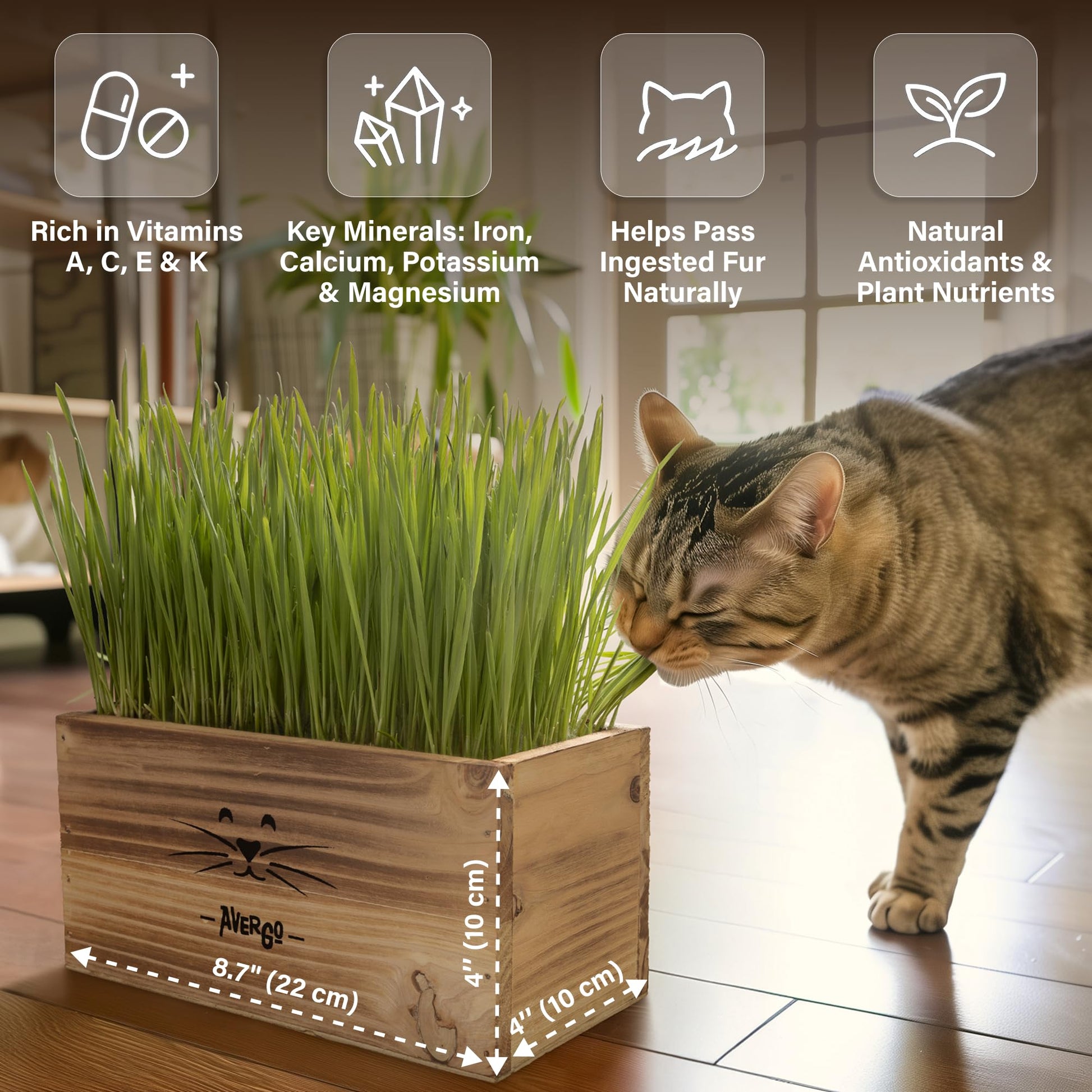Cat Grass Kit for Indoor Cats. Chosen for real quality, fits naturally into modern pet homes.