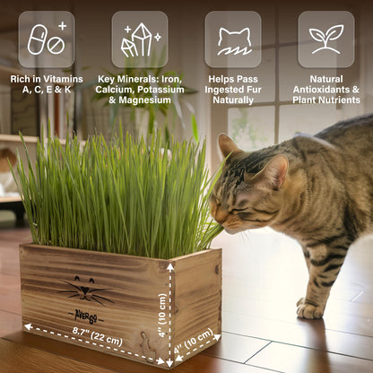 Cat Grass Kit for Indoor Cats. Chosen for real quality, fits naturally into modern pet homes.