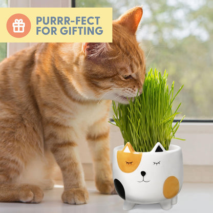 The Cat Ladies Cat Grass for Indoor Cats. Chosen for real quality, fits naturally into modern pet