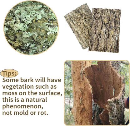 Fhiny 2 PCS Cork Bark Background, 11.6" x 7.7" Natural Cork Bark for Reptiles Tank Backdrop Reptile Climbing Wall Terrarium Decor Accessories for Turtle Beared Dragon Chameleon Snake