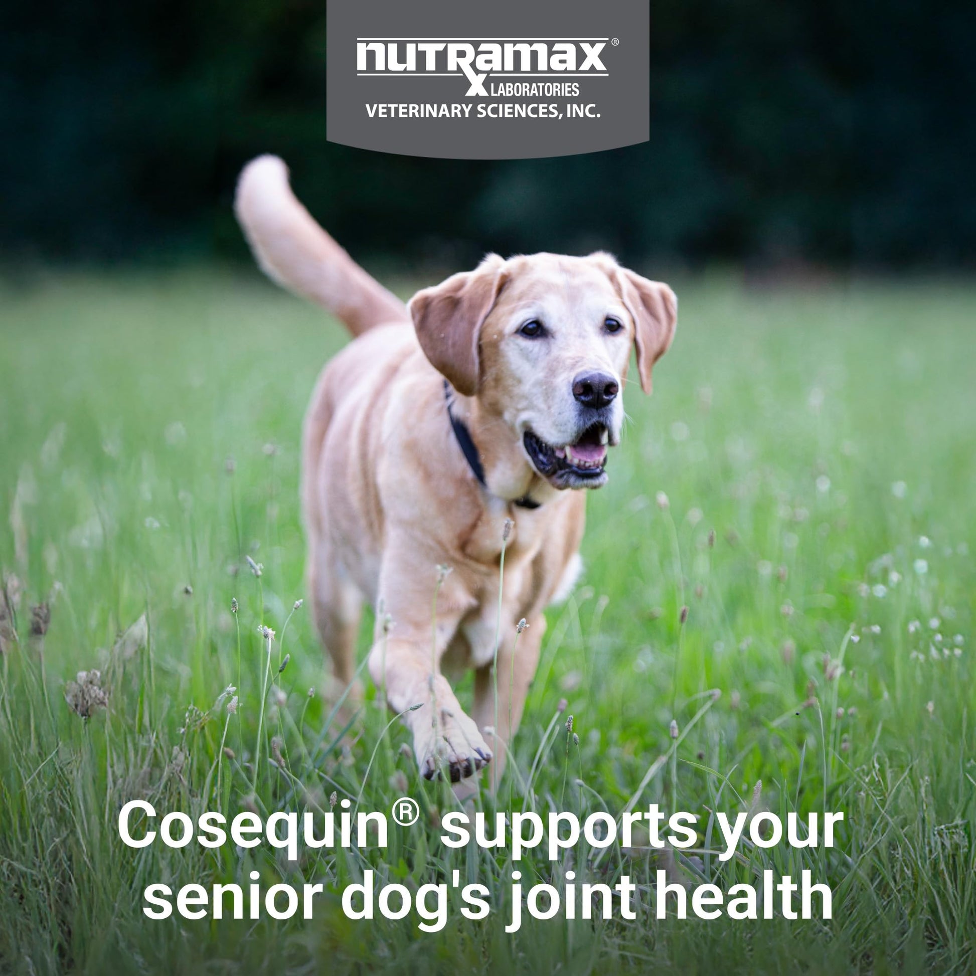 Nutramax Cosequin Dog Joint Supplement for Senior Dogs. Chosen for real quality, fits naturally