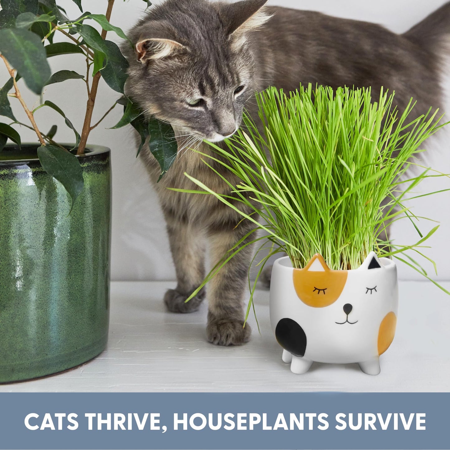 The Cat Ladies Cat Grass for Indoor Cats. Chosen for real quality, fits naturally into modern pet