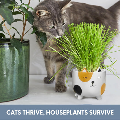 The Cat Ladies Cat Grass for Indoor Cats. Chosen for real quality, fits naturally into modern pet