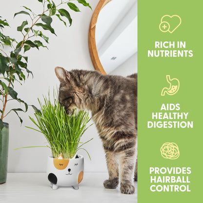 The Cat Ladies Cat Grass for Indoor Cats. Chosen for real quality, fits naturally into modern pet