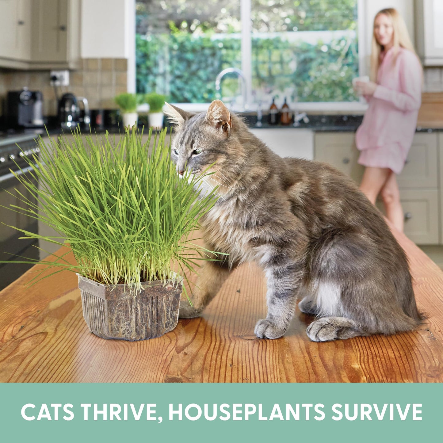 The Cat Ladies Cat Grass for Indoor Cats. Chosen for real quality, fits naturally into modern pet