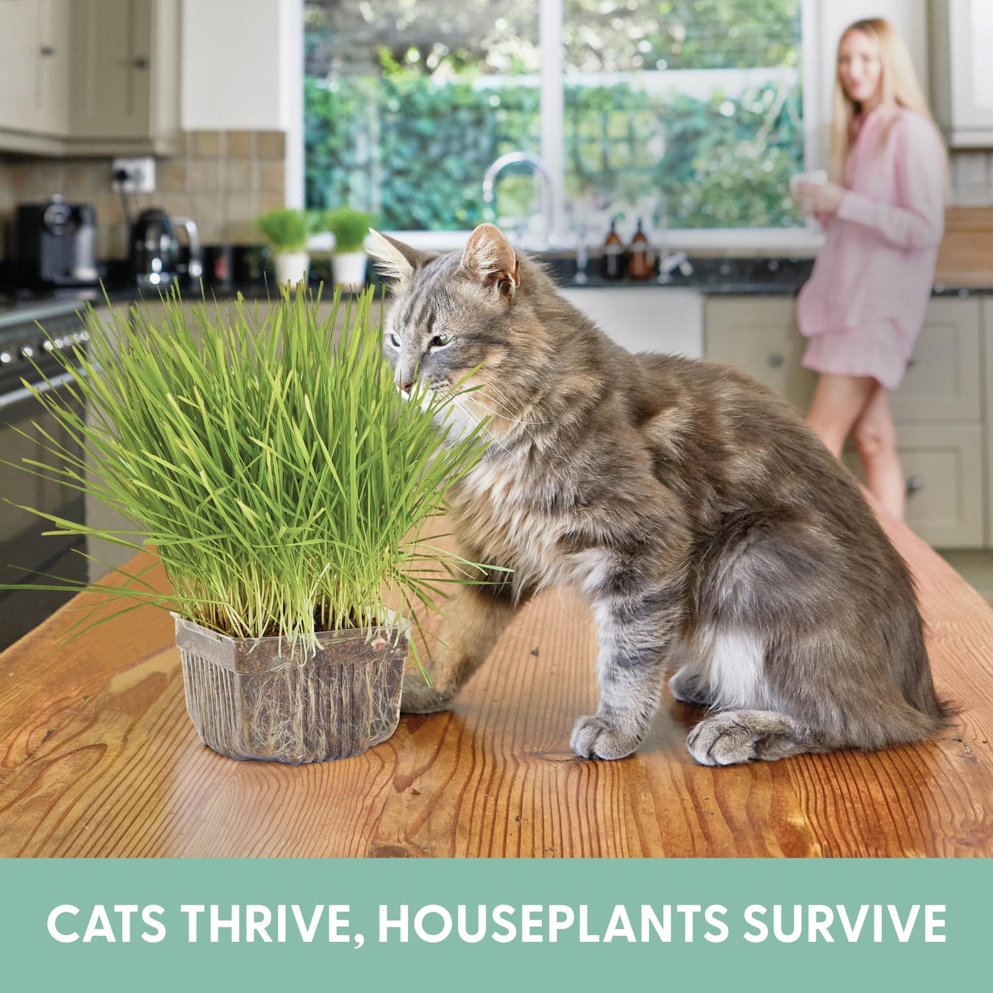 The Cat Ladies Cat Grass for Indoor Cats. Chosen for real quality, fits naturally into modern pet