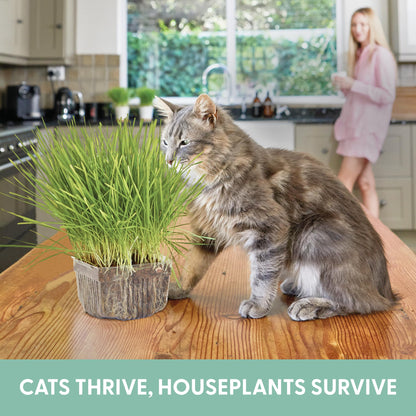 The Cat Ladies Cat Grass for Indoor Cats. Chosen for real quality, fits naturally into modern pet