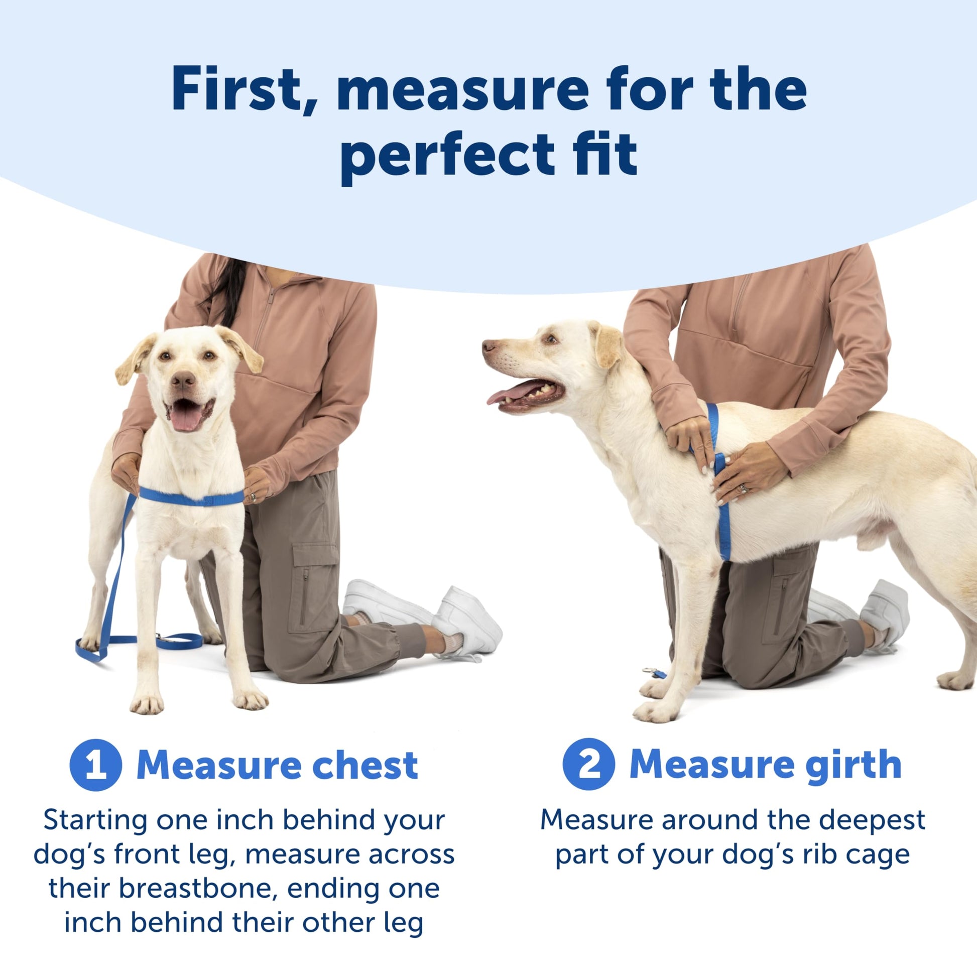 PetSafe Easy Walk Harness. Chosen for real quality, fits naturally into modern pet homes.