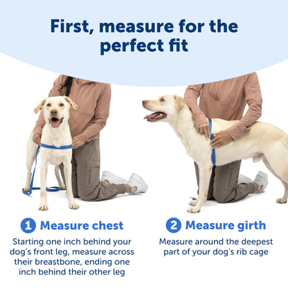 PetSafe Easy Walk Harness. Chosen for real quality, fits naturally into modern pet homes.