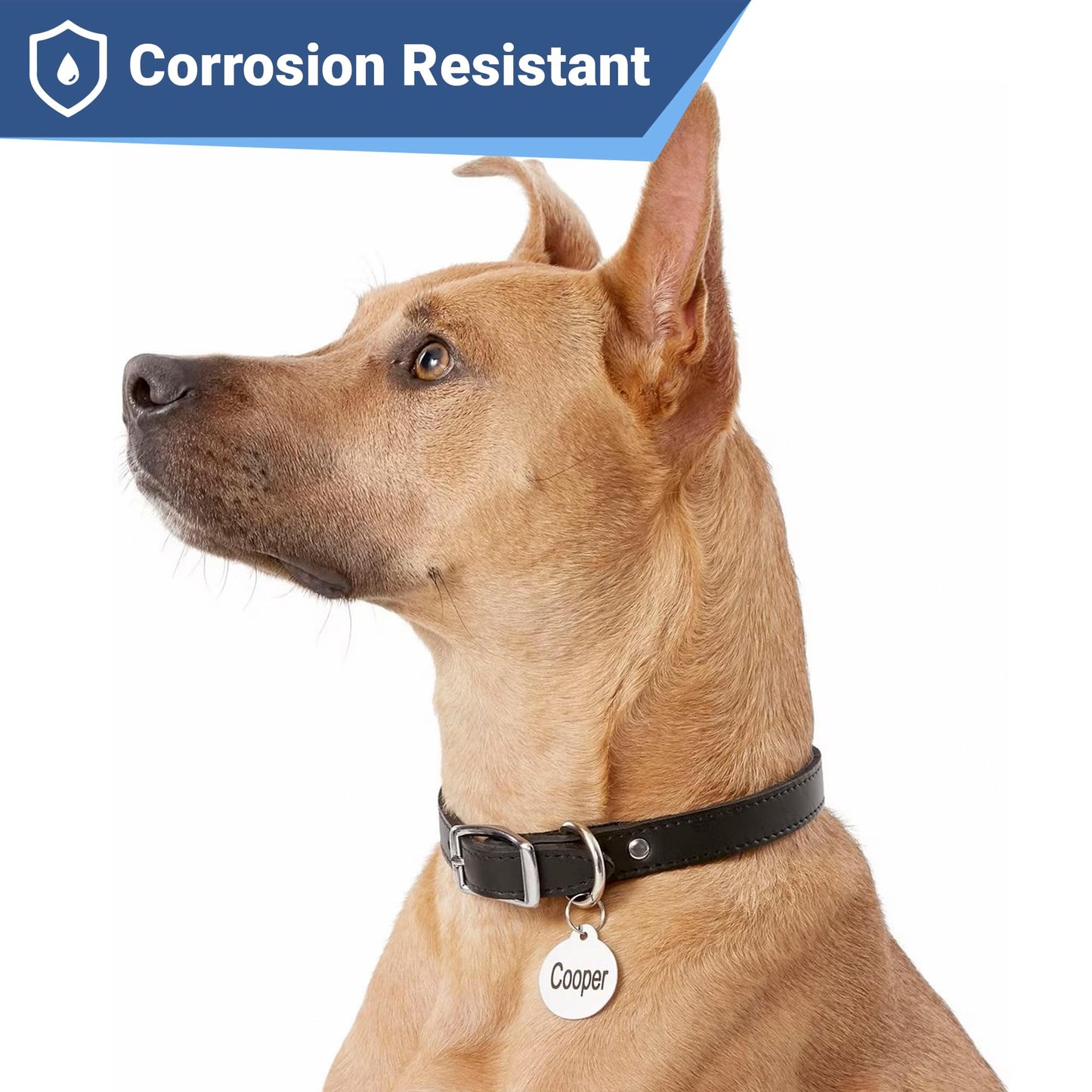 GoTags Stainless Steel Pet ID Tags. Chosen for real quality, fits naturally into modern pet homes.