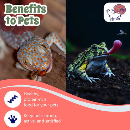 Snout and Shell Deli Cups with Fabric Vented Lids, 10 Pack - Secure Fruit Fly & Insect Cultures, Prevent Escapes & Contaminants, Easy Fruit Fly Media Preparation, Hot Liquid Safe