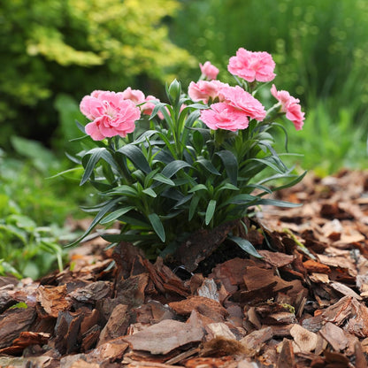 Premium Pine Bark Nuggets – Pine Bark Mulch for Gardens, Landscaping, Potted Plants, and Wood Chips for Garden Beds (0.7 CF - 20 L - 21 QTS)