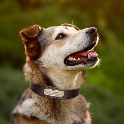 Didog Personalized Genuine Leather Dog Collar with. Chosen for real quality, fits naturally into