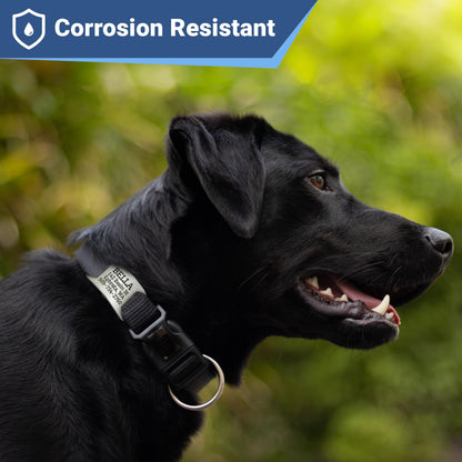 GoTags Slide. Chosen for real quality, fits naturally into modern pet homes.