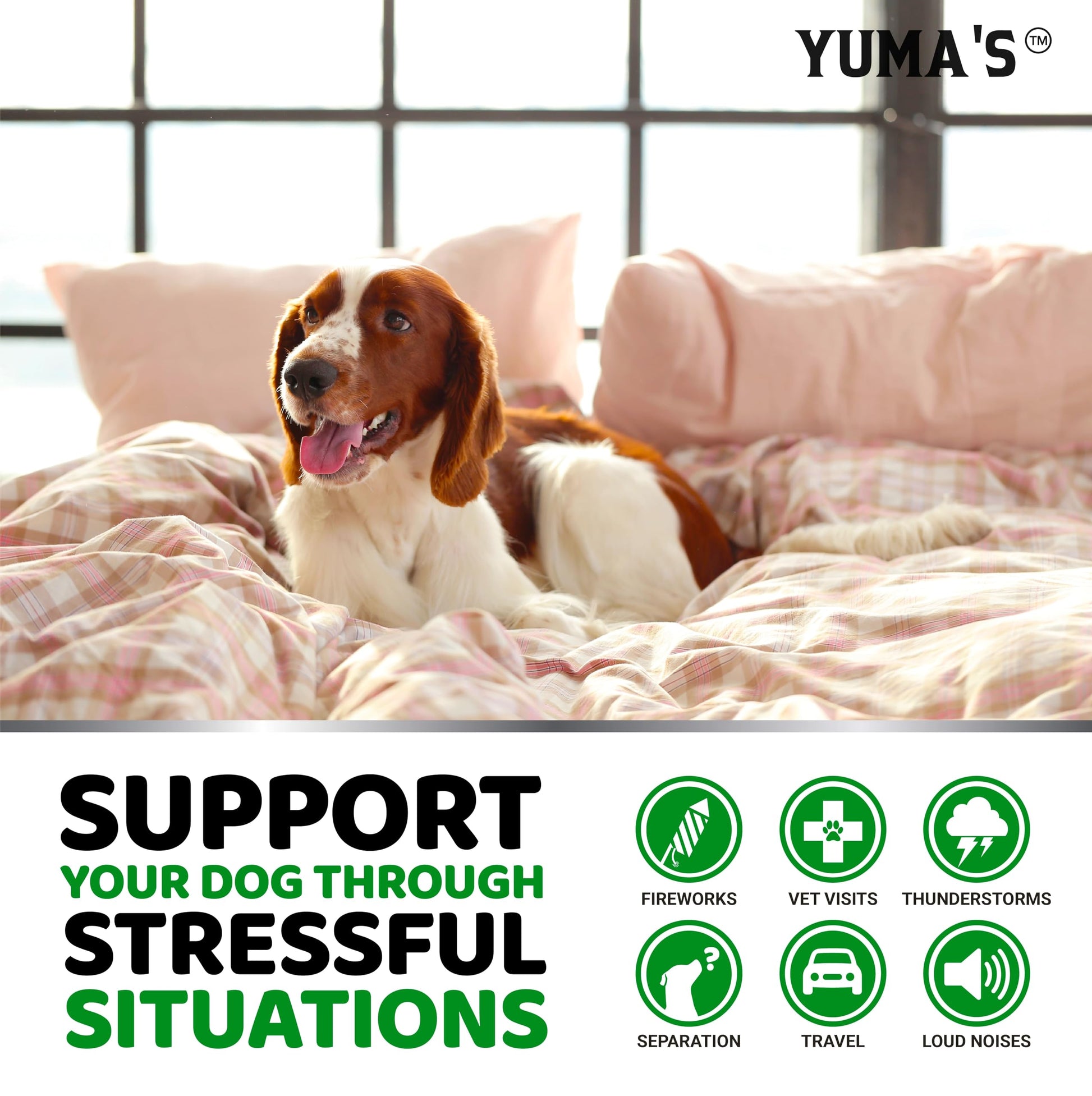 Hemp Calming Chews for Dogs. Chosen for real quality, fits naturally into modern pet homes.