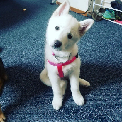 PUPTECK No Pull Dog Harness Soft Adjustable Basic Nylon Step in Puppy Vest Outdoor Walking with ID Tag DeepPink