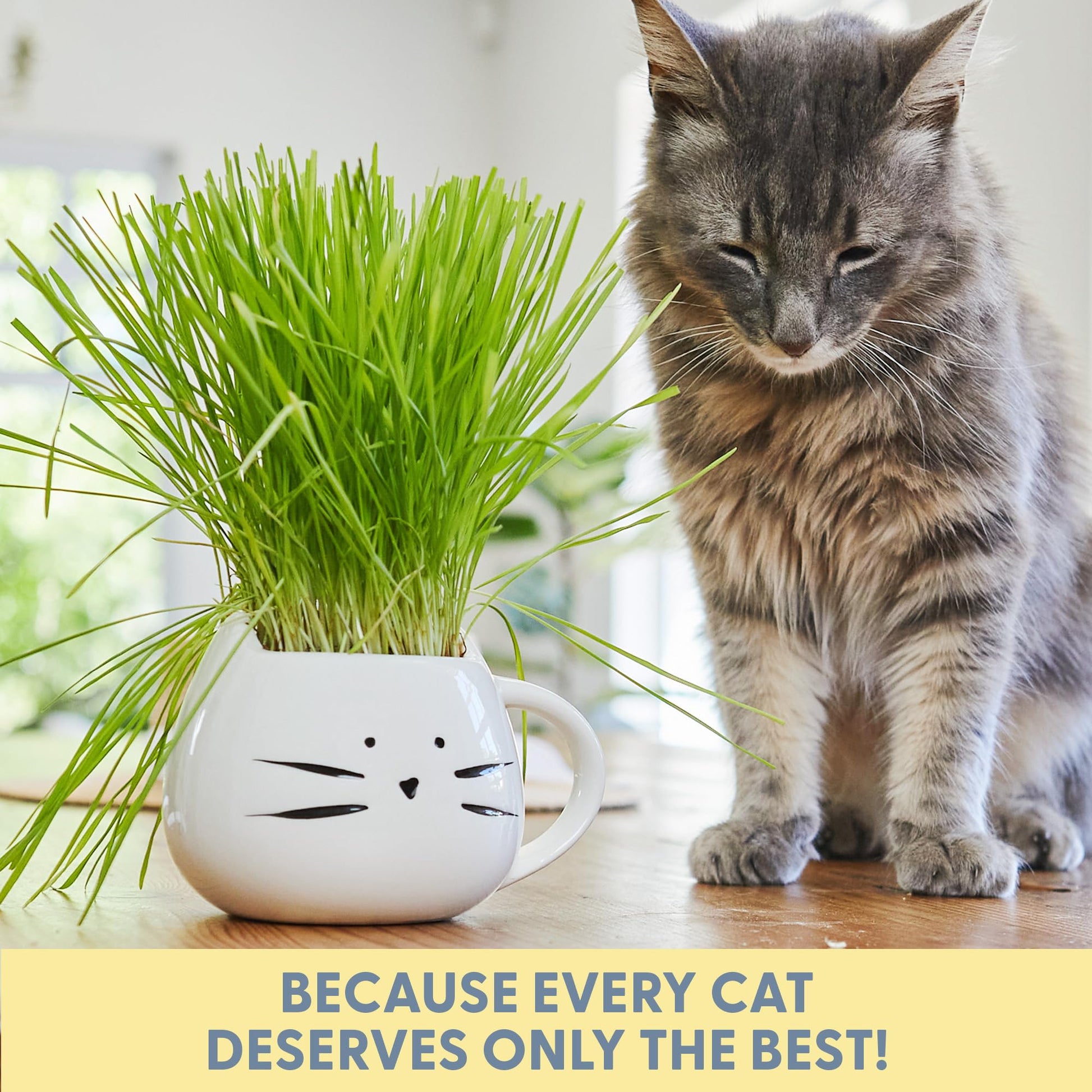 The Cat Ladies Organic Cat Grass for Indoor Cats. Chosen for real quality, fits naturally into