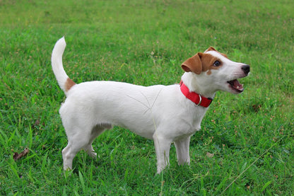 Mikivery Nylon Dog Collar with Quick Release Buckle Soft Adjustable Sturdy for Small Medium Large Dogs Red,M