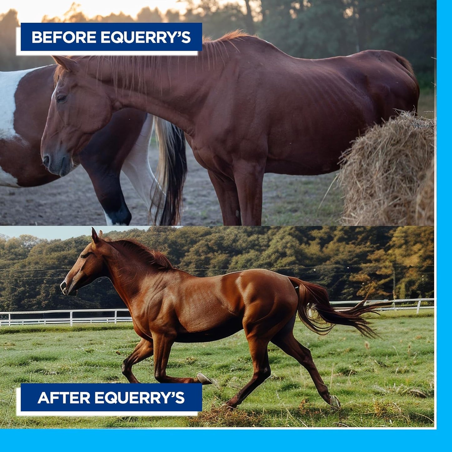 Equerry's Large Animal Probiotic | Supplements for Gut Health and Nutrient Absorption | Probiotics and Digestive enzymes for Horses, Cows, Goats, Sheep, Pigs, 160 Feedings (20lbs) for 1000 lb Animal