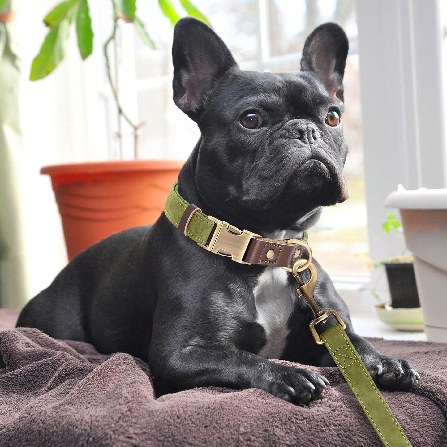 Didog Soft PU Leather Dog Collars for Medium Dogs,Classic Adjustable Dog Collars with Quick Release Metal Buckle,Easy Clean and Comfortable with Nylon Lining,Olive Green,M Neck 13-19"