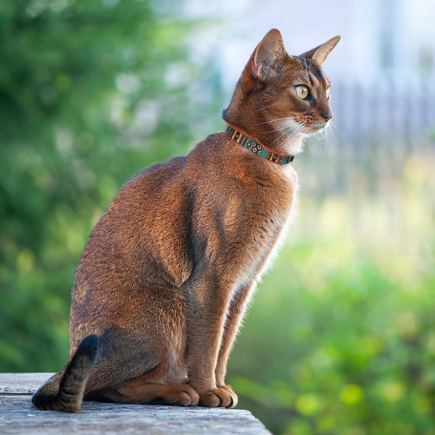 Cat Collars 2 Pack. Chosen for real quality, fits naturally into modern pet homes.