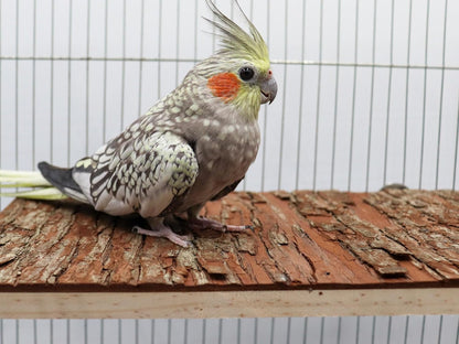 15.7 × 11.8 inch Large Bird Perch Stand Platform, Natural Wooden Small Animals Cage Accessories, Rectangle Stand Perch Shelf for Parrot Parakeet Cockatiel Rat Hamster Guinea Pig Conures Chinchillas