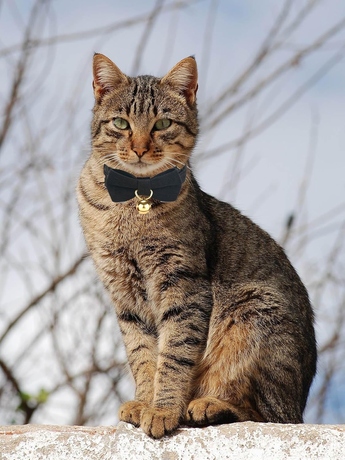 2 Pack Soft Corduroy Cat Collars with Bow Tie & Bell, Adjustable Breakaway Cotton Kitty Bowtie Collar for Male Boy Cats (Black & Brown)