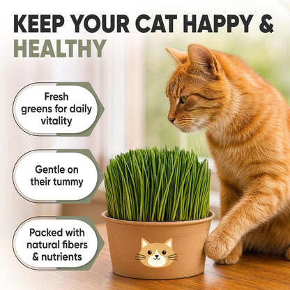 Cat Grass Kit for Indoor Cats. Chosen for real quality, fits naturally into modern pet homes.