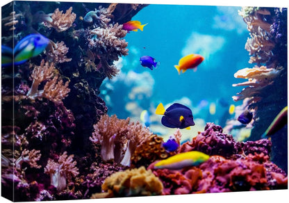 wall26 Canvas Print Wall Art Vibrant Blue Pink Coral Reef Blue Hippo Tang Nature Animals Photography Realism Rustic Scenic Landscape Wilderness Colorful for Living Room, Bedroom, Office - 24"x36"