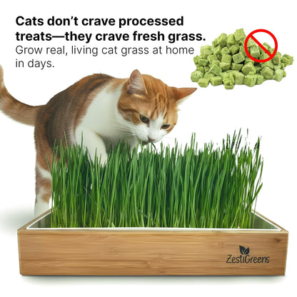 Cat Grass for Indoor Cats. Chosen for real quality, fits naturally into modern pet homes.