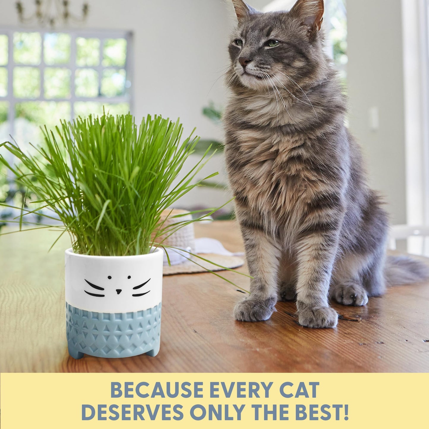 The Cat Ladies Cat Grass for Indoor Cats. Chosen for real quality, fits naturally into modern pet