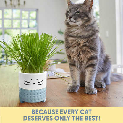 The Cat Ladies Cat Grass for Indoor Cats. Chosen for real quality, fits naturally into modern pet