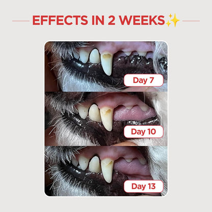 JAYU PET Dental Care Brush [Soft&Firm&Edge Bristles] - Toothbrush for Cat and Small Dogs, Removing Old Plaque and Tartar, Cat Dental Care, Cats Teeth Brushing & Easy Cleaning