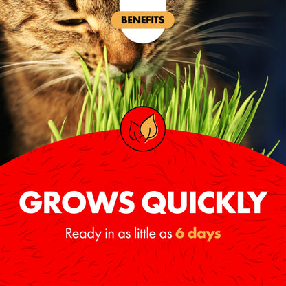 Miracle Care Cat A'bout Cat Grass Kit. Chosen for real quality, fits naturally into modern pet
