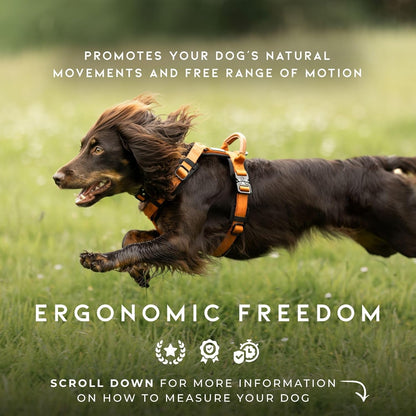 MADE TO ROAM Premium Explorer Harness - Y-Shaped Dog Harness with Adjustable Durable Nylon, Soft Padding, Metal Buckles and Leather Handle for Small, Medium, Large Dogs (Oregon Haze, Size 5)