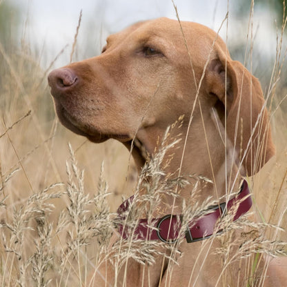 Dogline Biothane Waterproof Dog Collar Strong Coated Nylon Webbing with Black Hardware Odor- Proof for Easy Care Easy to Clean High Performance Fits Small Medium or Large Dogs, Merlot Burgundy