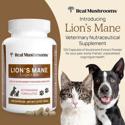Real Mushrooms Lion’s Mane Pet Mushroom Supplement – Pet Wellbeing Capsules – for Cat & Dog Supplement & Vitamins – Support Mindful Routines – Organic, Vegan, Non-GMO, 120 Count