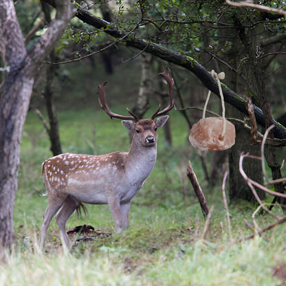 Horse Salt Lick 6lb on Rope for Horse