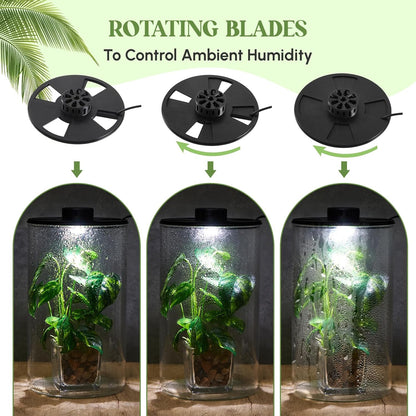 Maxdot Glass Plant Terrarium Kit with Light for Succulent, Moss, Miniature Gardening Landscape, Betta Fish Tank, Office Home Decoration, Plant Lovers Gifts(9.8 x 5.9 Inch)