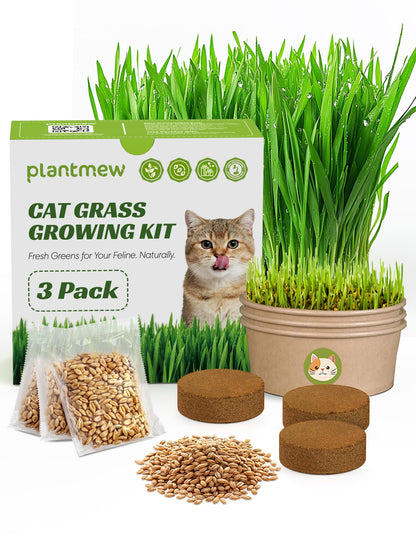 Cat Grass Kit for Indoor Cats. Chosen for real quality, fits naturally into modern pet homes.