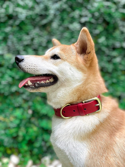 Tuff Pupper Heavy Duty Waterproof Dog Collar for Small. Chosen for real quality, fits naturally